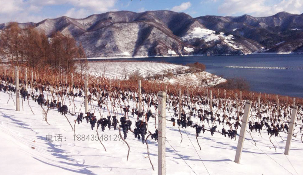 集安美的庄园经典2003葡萄酒 美的庄园冰葡 集安美的庄园经典2003冰葡萄酒